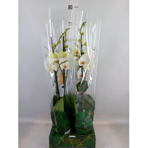 Phalaenopsis   ...white
