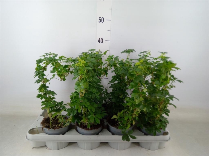 <h4>Cissus   ...</h4>