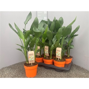 Strelitzia reginae p17