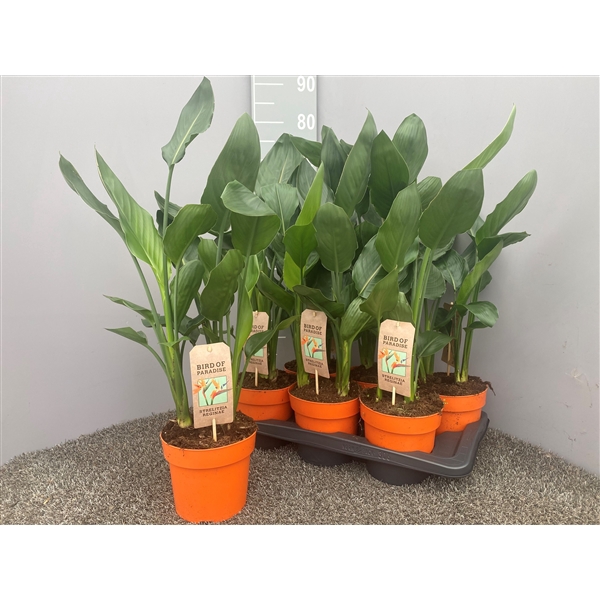 <h4>Strelitzia reginae p17</h4>