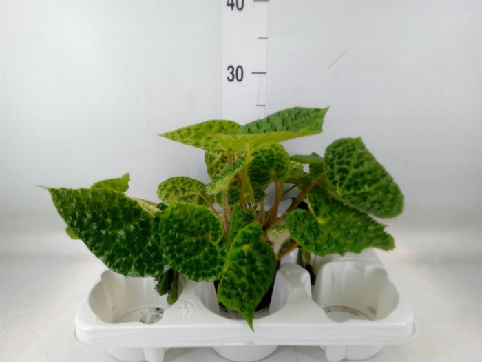 <h4>Begonia BD   ...</h4>