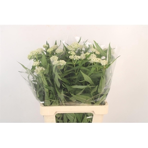 Asclepia Incarnata Ice Ballet