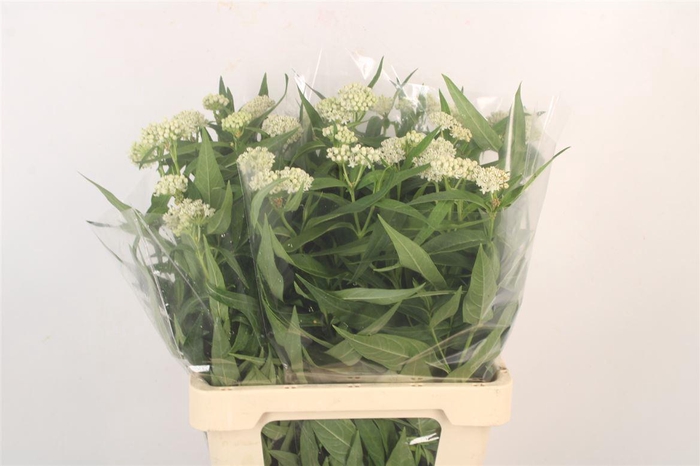 <h4>Asclepia Incarnata Ice Ballet</h4>