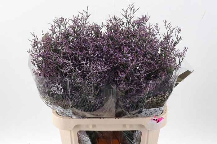 <h4>Lim Saf Lilac</h4>