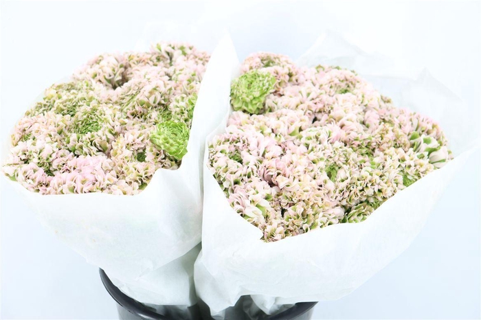 <h4>Ran Ponpon Ex Candy Pink</h4>