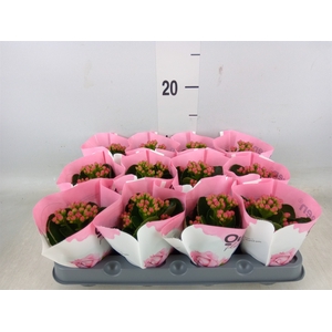 Kalanchoe  'RoseFlow Katie'