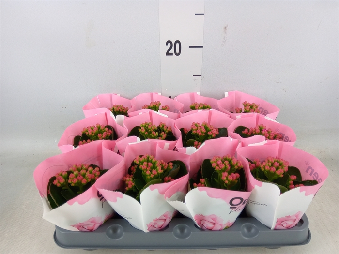 <h4>Kalanchoe  'RoseFlow Katie'</h4>