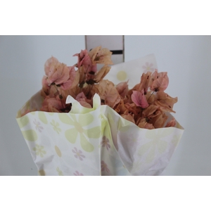 FLOR DE PRIMAVERA DESIDRATADA ROSA CLARO