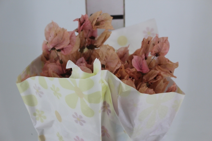 <h4>FLOR DE PRIMAVERA DESIDRATADA ROSA CLARO</h4>