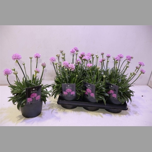 Arme Ps Dr Swee Drea