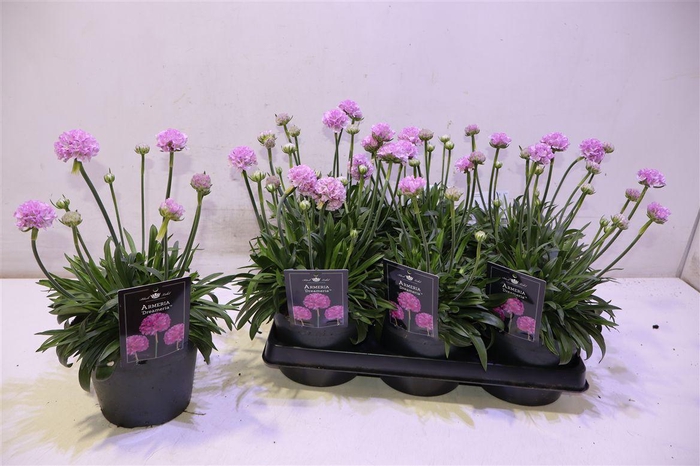 <h4>Arme Ps Dr Swee Drea</h4>