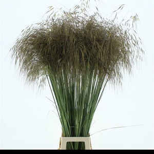 STIPA GIGANTEA