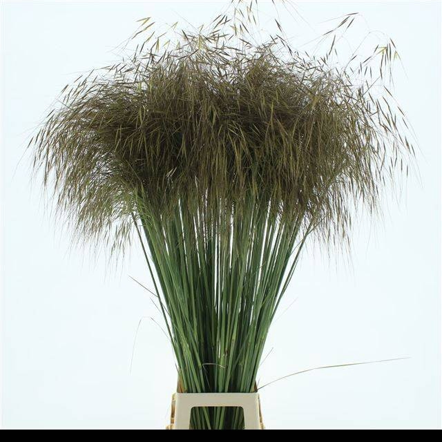 <h4>STIPA GIGANTEA</h4>