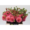 Dahlia Doris Duke