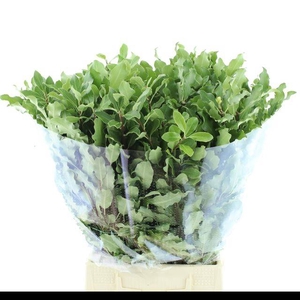 PITTOSPORUM BS