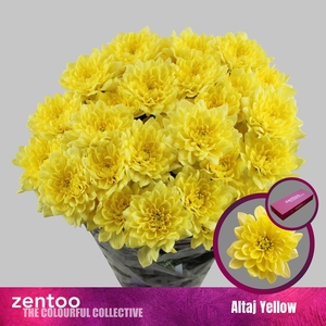 CHR T ALTAJ YELLOW