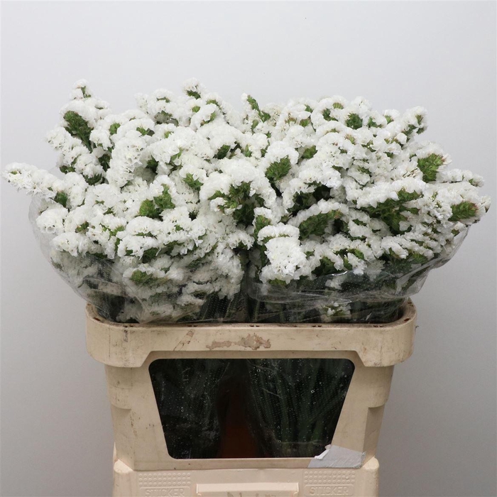 <h4>Limonium St White Birds X50</h4>