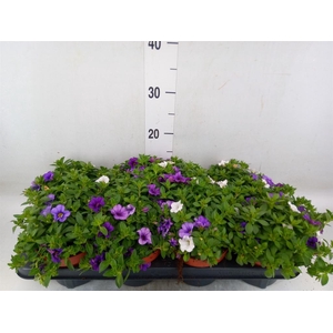 Calibrachoa  'Cabaret MM Voltaire'