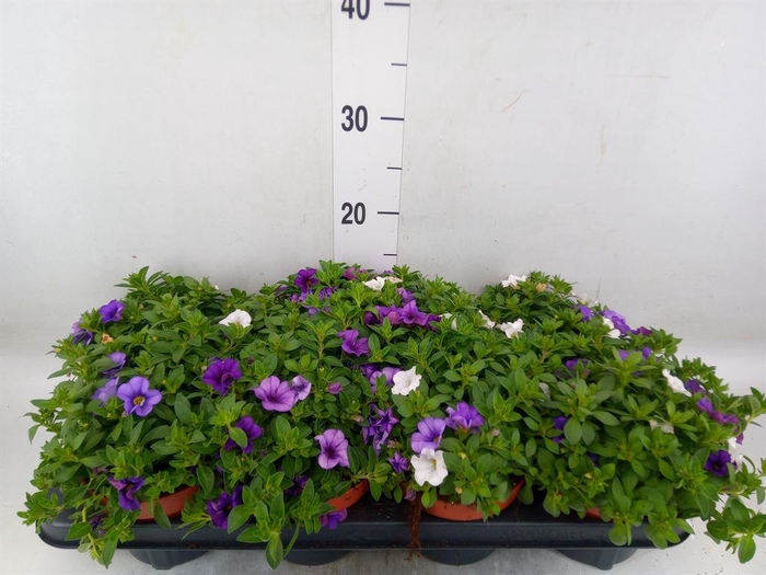 <h4>Calibrachoa  'Cabaret MM Voltaire'</h4>