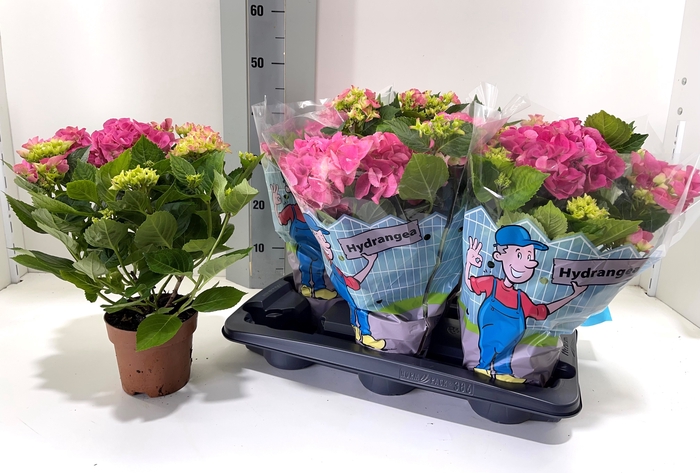<h4>HYDR M EARLY ROSA</h4>