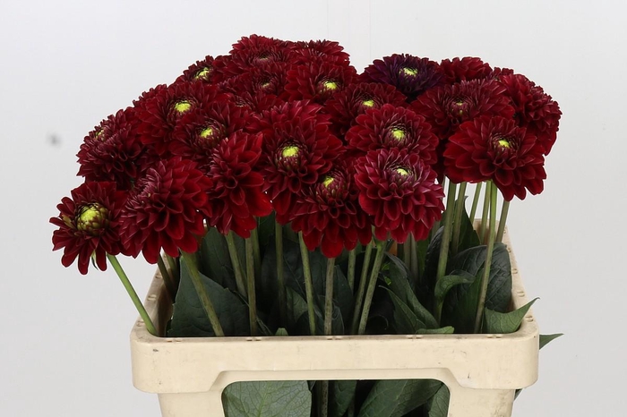 <h4>Dahlia Red Fox</h4>