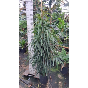 Ficus binn. 'Alii'