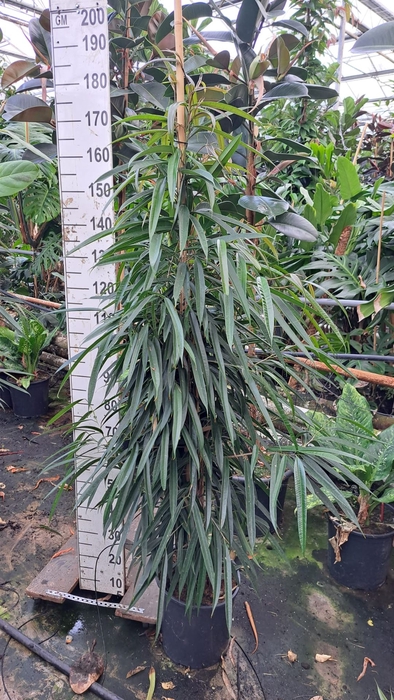 <h4>Ficus binn. 'Alii'</h4>
