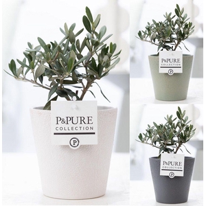 Olea Europaea in P&PURE Ruby ceramics ass. 3