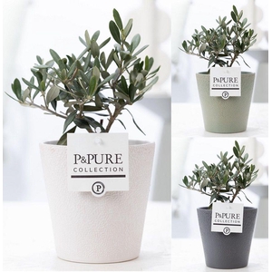 Olea Europaea in P&PURE Ruby ceramics ass. 3