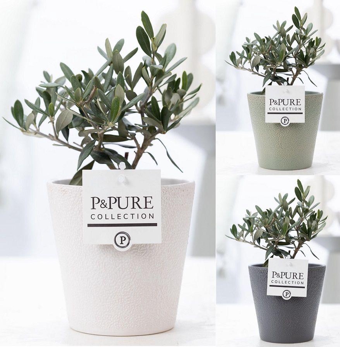 <h4>Olea Europaea in P&PURE Ruby ceramics ass. 3</h4>