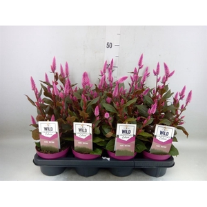 Celosia spic. 'Wild Pink'