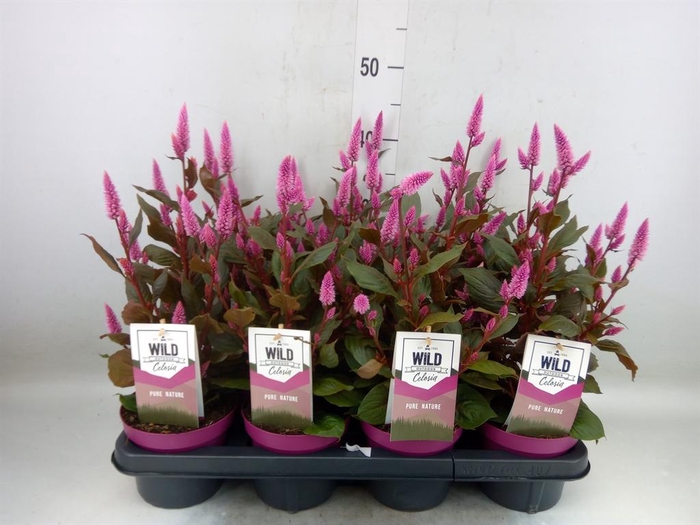 <h4>Celosia spic. 'Wild Pink'</h4>