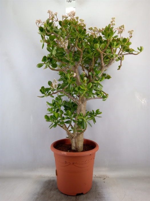 <h4>Crassula ovata</h4>