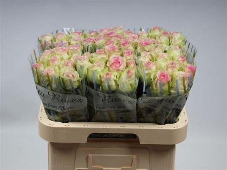 <h4>R Gr Pink Journey</h4>