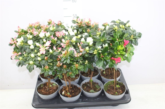 <h4>Rhododendron Si Op Stam Gemengd A2</h4>