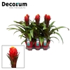 Guzmania Punta Luxe Keramiek (Decorum)