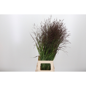 Panicum Warrior
