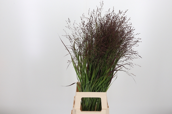 <h4>Panicum Warrior</h4>