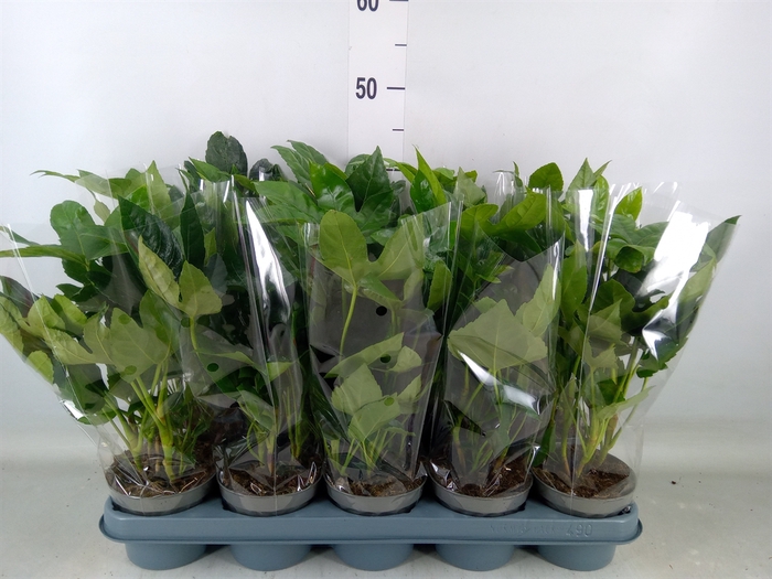 <h4>Fatsia japonica   ...</h4>