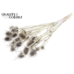 Cardi Distel Natural 10pc/ bunch 55cm Platina + Glitter