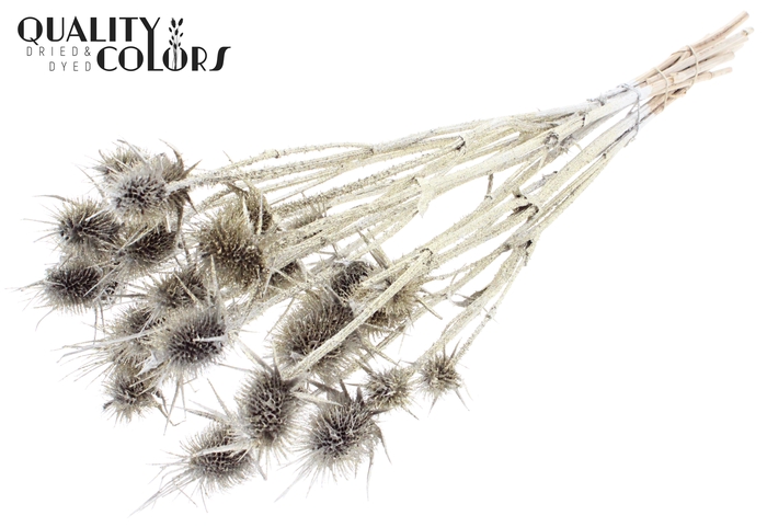 <h4>Cardi Distel Natural 10pc/ bunch 55cm Platina + Glitter</h4>