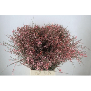 Ginster 400gr Pink P Bunch