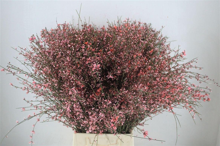 <h4>Ginster 400gr Pink P Bunch</h4>