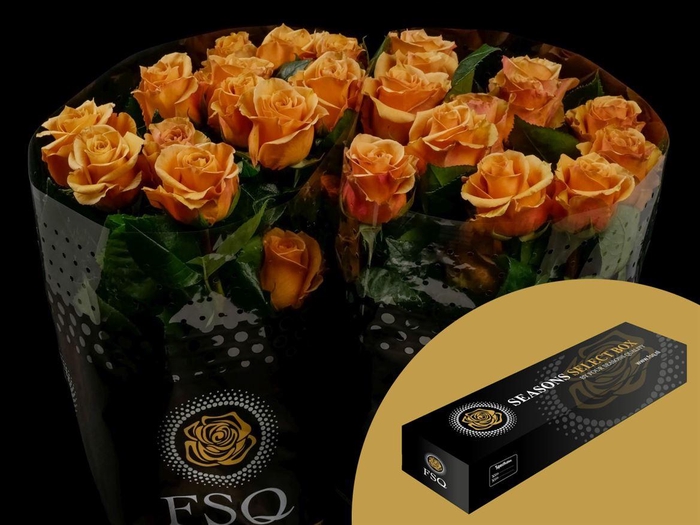 <h4>R GR Combo Box</h4>