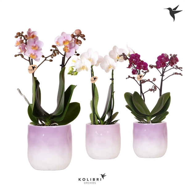 <h4>Kolibri Orchids Phalaenopsis mix 2 spike in Gradience pot lila</h4>