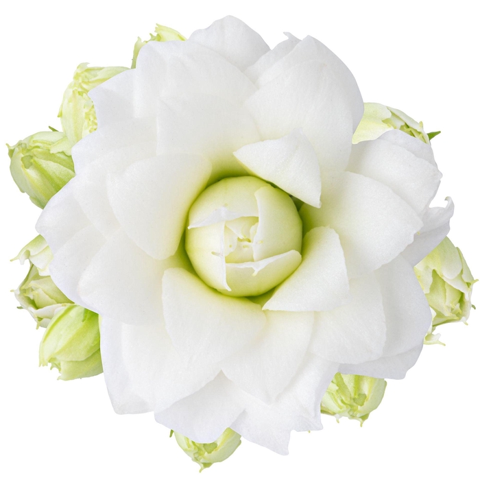 <h4>Kalanchoe 'RoseFlow Greta'</h4>