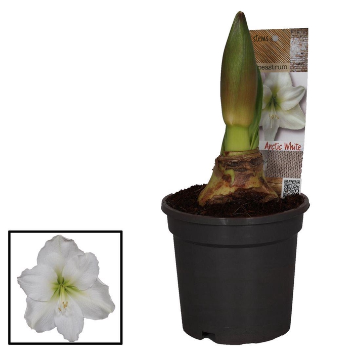 <h4>Hippeastrum   ...</h4>