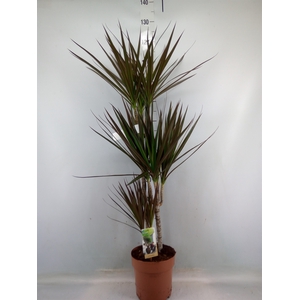 Dracaena marg. 'Magenta'