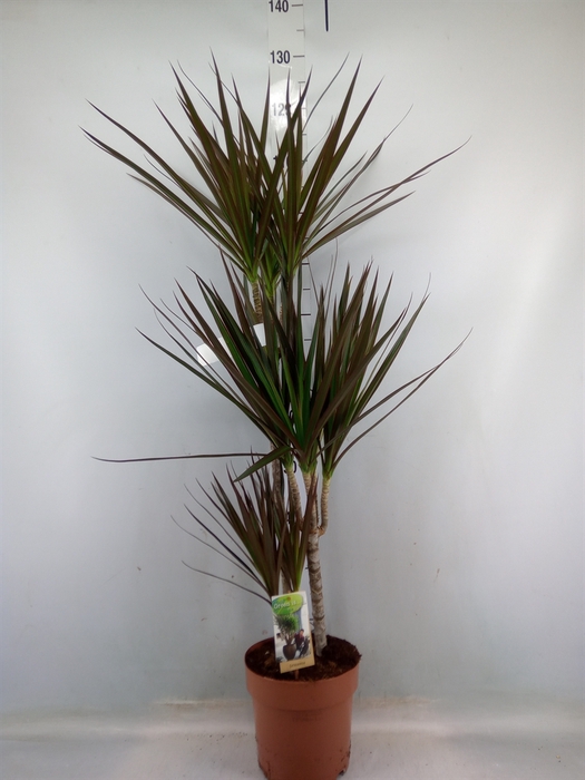 <h4>Dracaena marg. 'Magenta'</h4>