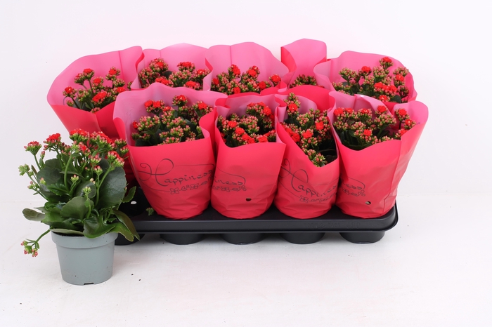 <h4>KAL GE RF NOELLE</h4>